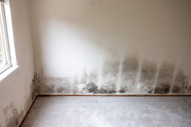 Best Attic Mold Removal  in Marina Del Rey, CA